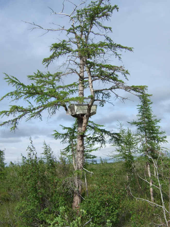 А вот детей и подростков нганасаны хоронили на редких лиственницах
