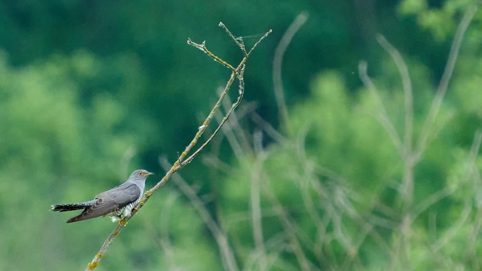 Та самая "слетевшая кукуха". В смысле, обыкновенная кукушка – изящная птица с полосатым брюшком