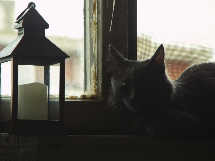 У меня новых фото нет, а вот Аша с удовольствием позирует