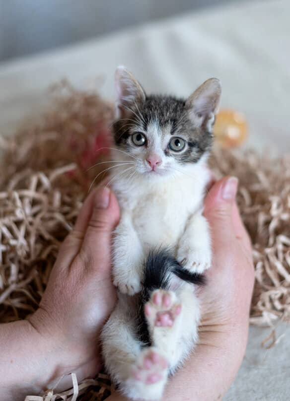 Очаровательные котята в поисках добрых хозяев!