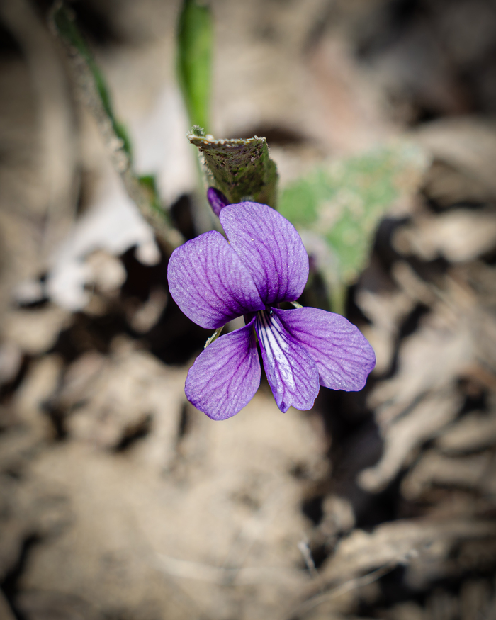 Одинокая фиалка на советский объектив 📸