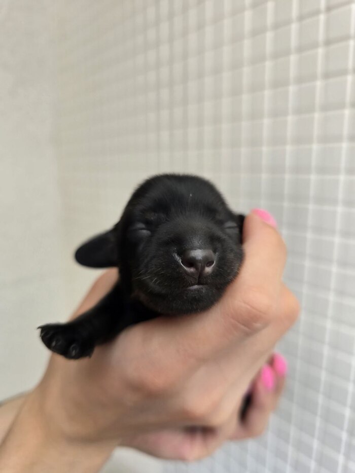 Черно-подпалая девочка Блэкберри или Ежевичка