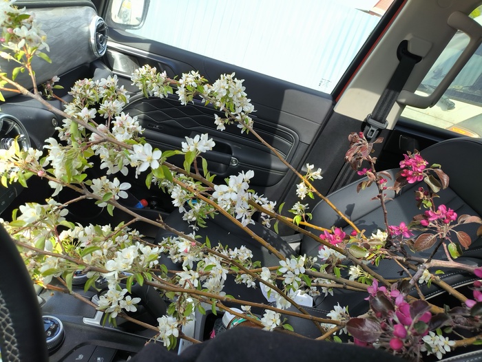 Дачное яблочное