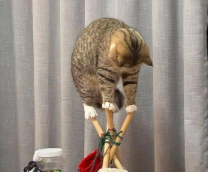 �������� ��������