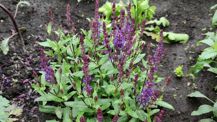 Salvia nemorosa - New Dimension Blue