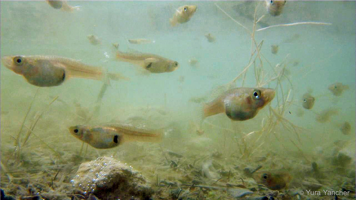 Иногда гамбузий держат в аквариуме, но редко — видимо, прокормить сложно.