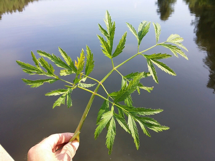  .  : <!--noindex--><a href="https://pikabu.ru/story/opasnyie_rasteniya_v_gorode__prikladnaya_botanika_dlya_detey_i_morskikh_svinok_12713562?u=https%3A%2F%2Fdzen.ru%2Fa%2FZ-aApEmdFzLdb350&t=https%3A%2F%2Fdzen.ru%2Fa%2FZ-aApEmdFzLdb350&h=7bc6c9203376fa9b34bd2b07e1523598bf224b3d" title="https://dzen.ru/a/Z-aApEmdFzLdb350" target="_blank" rel="nofollow noopener">https://dzen.ru/a/Z-aApEmdFzLdb350</a><!--/noindex-->