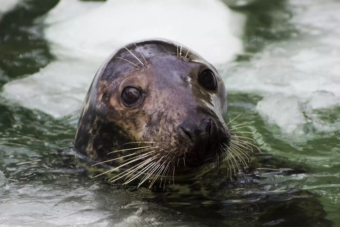 КУКУКУКУКУКУКУК