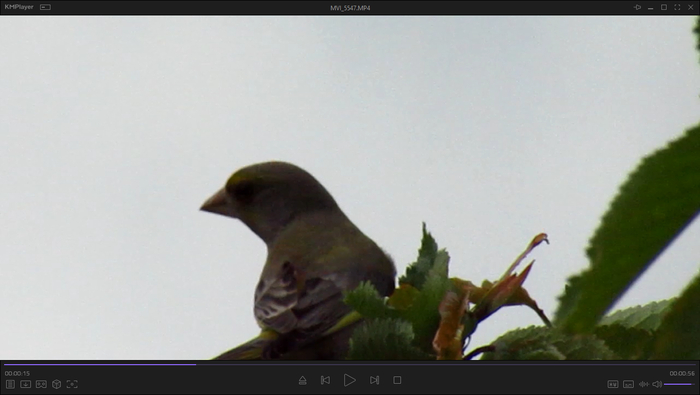     (Chloris chloris) ,   , , , ,   