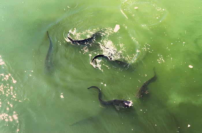 Сомы в проточном канале на территории Чернобыльской АЭС.