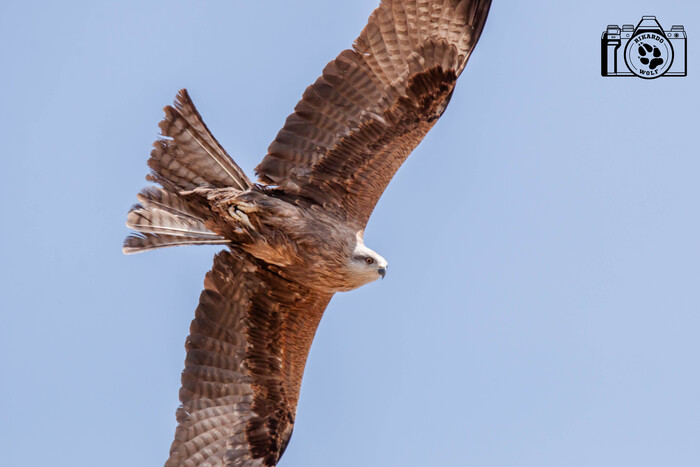 ������ ������