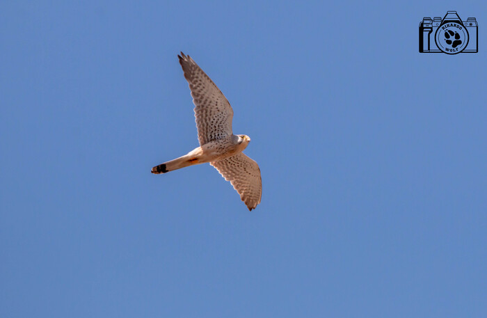 ������������ ���������