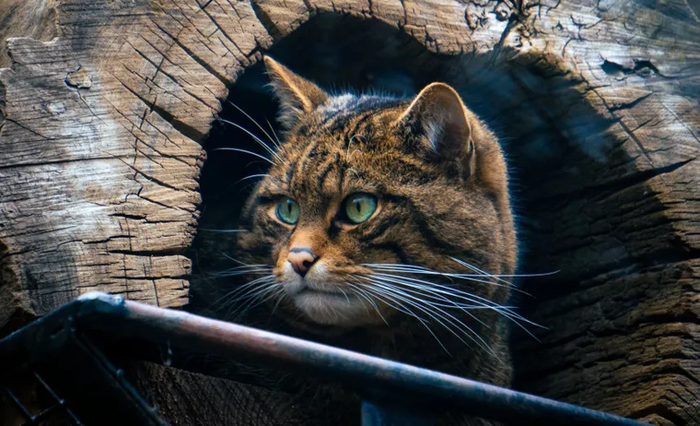 Кавказский лесной кот