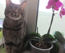 �������, �����, �����, ��������� �� MELODY_MAMA