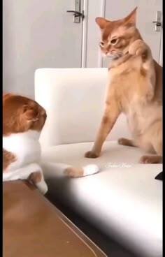   ,      )