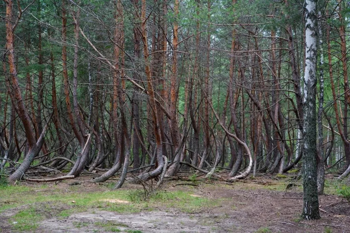 «Ведьмино логово» в Шиловском лесу