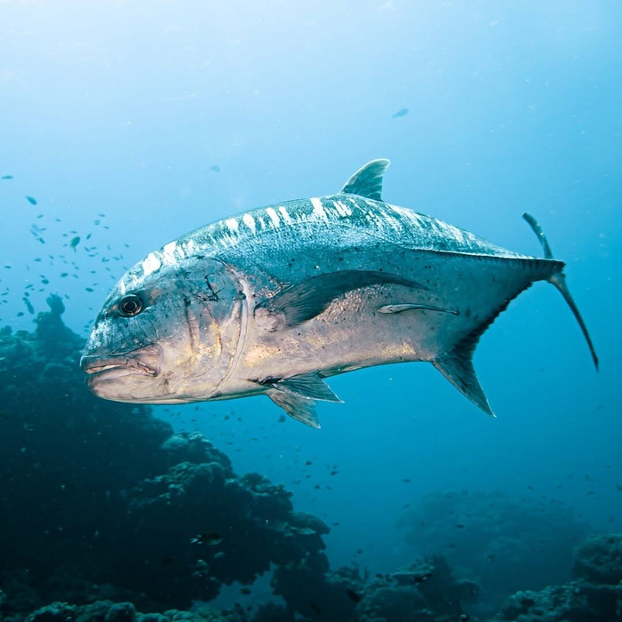 Про <a href="https://pikabu.ru/story/gigantskiy_karanks_sshibaet_akul_vsmyatku_vyisshiy_khishchnik_okeana_o_kotorom_malo_kto_znaet_12720602?u=https%3A%2F%2Fpikabu.ru%2Fstory%2Fmegalodon_zhiv_pochemu_uchyonyie_nakhodyat_ostatki_zhutkoy_ryibyi_v_sovremennyikh_otlozheniyakh_12582051%3Futm_source%3Dlinkshare%26utm_medium%3Dsharing&t=%D0%BC%D0%B5%D0%B3%D0%B0%D0%BB%D0%BE%D0%B4%D0%BE%D0%BD%D0%B0&h=4fac9200be105079c223f6a2de84f7550a36406a" title="https://pikabu.ru/story/megalodon_zhiv_pochemu_uchyonyie_nakhodyat_ostatki_zhutkoy_ryibyi_v_sovremen..." target="_blank" >мегалодона</a> слышал? Из-за меня вымер.