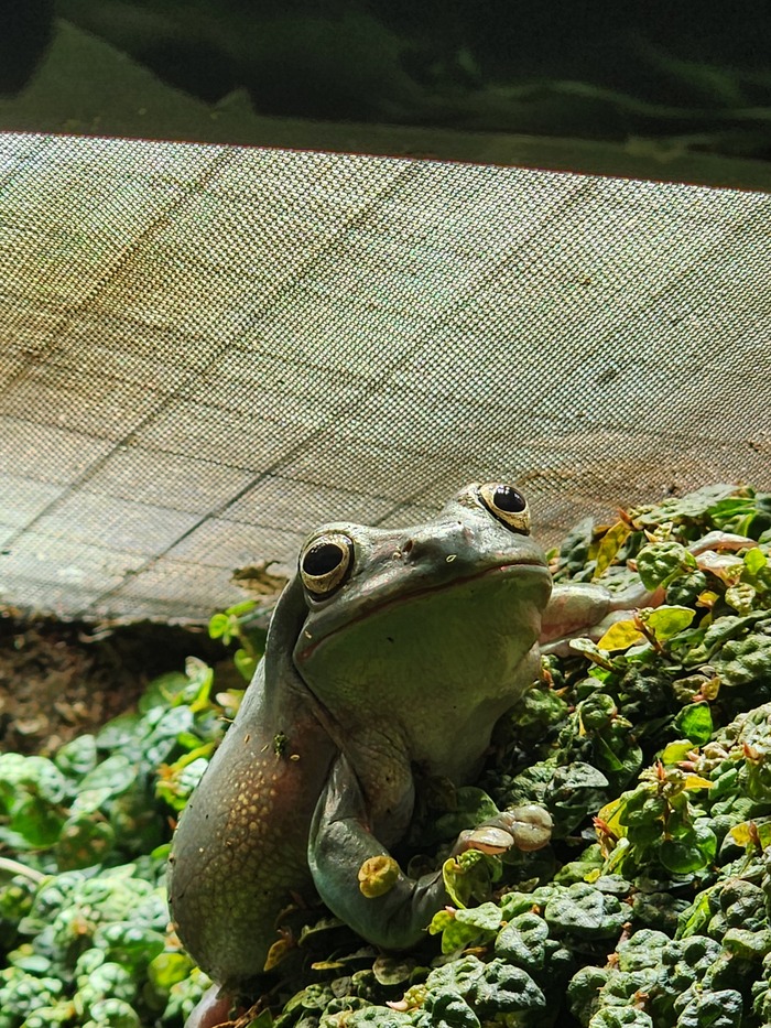  , , It Is Wednesday My Dudes, 