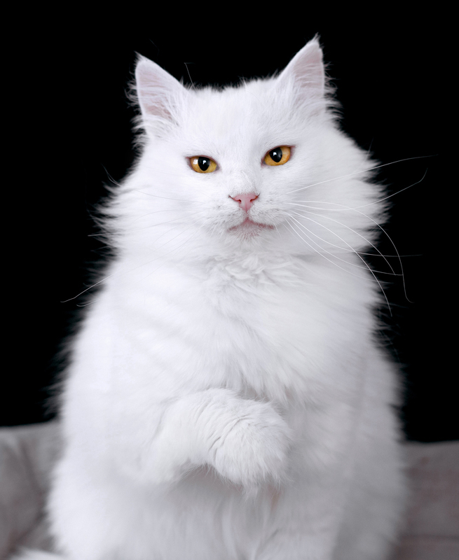       ,  , ,   ,  ,  , , , , , 