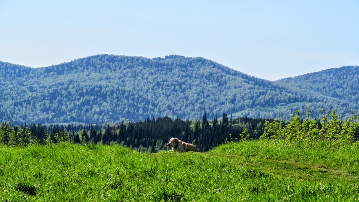 На горизонте памятник природы Спасские Дворцы.