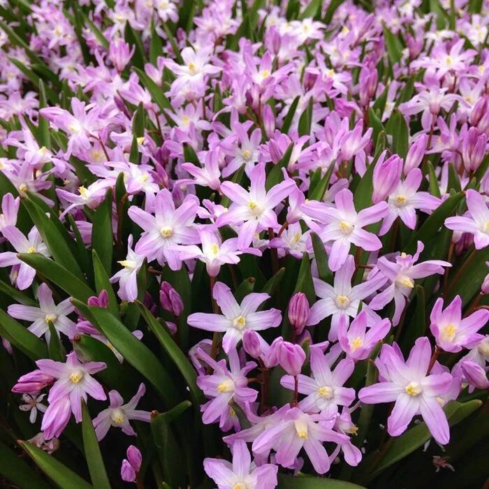   (Scilla forbesii).    <!--noindex--><a href="https://pikabu.ru/story/khionodoksa_12762182?u=http%3A%2F%2Flafa.ru&t=lafa.ru&h=0d08adc7518b8d9677625efb161e4fa7d9f9bd97" title="http://lafa.ru" target="_blank" rel="nofollow noopener">lafa.ru</a><!--/noindex-->