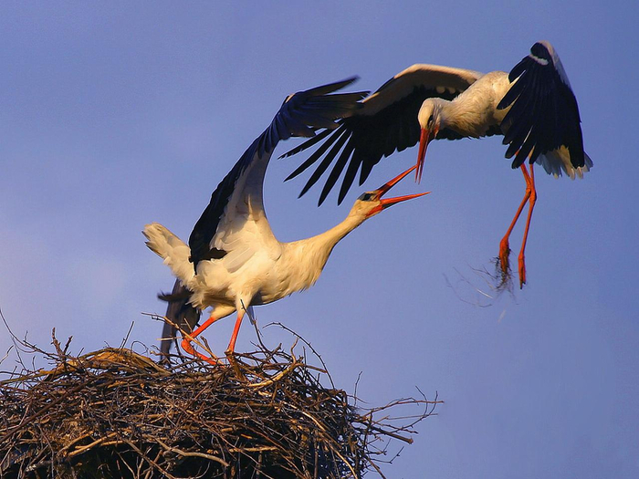 — Дорогой, ты слышал, что про нас рассказывают? — Да, слышал. Всё это ужасно... Ужасно правдиво!