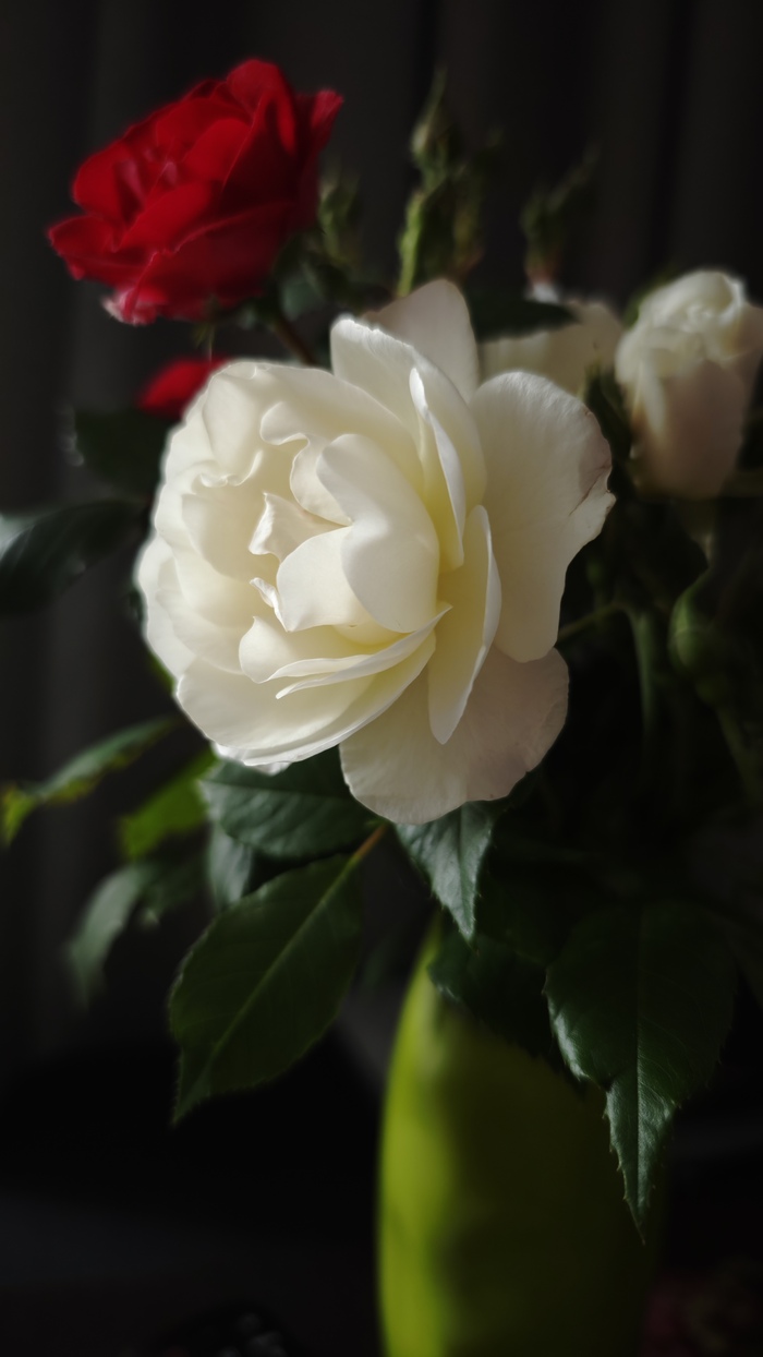 Майская роза:)