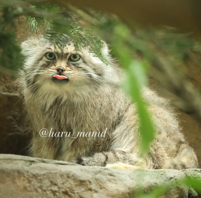 Именинница! Не побоюсь этого слова, юбилярша!