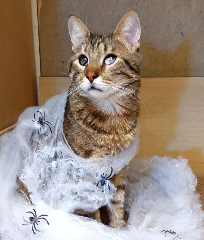 ������ �� ���������� )