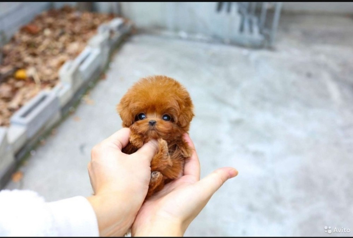 Некоторые пёсики и выглядят как плюшевые игрушки. Правда, от такой анотомии собаки не то что не здоровы — им жить сложно. До определенного возраста их кормят специальными энергетическими смесями, иначе они погибнут.