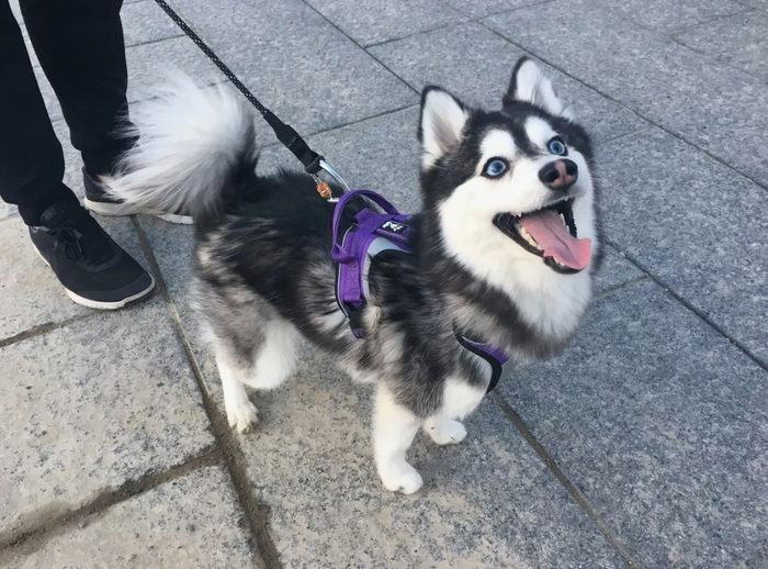Это помски — достаточно популярный метис померанского шпица и хаски. Гибрид вывели в 2013 году в США. Заводчики хотели получить собаку, похожую на немецкого шпица, с окрасом хаски и голубыми глазами.