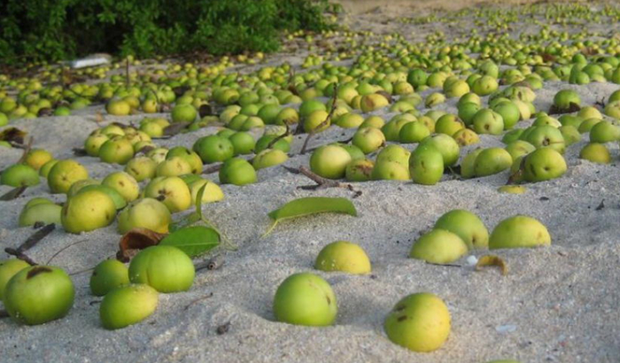 Запретный плод сладок.