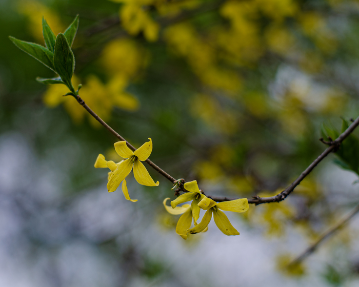 (Forsythia)