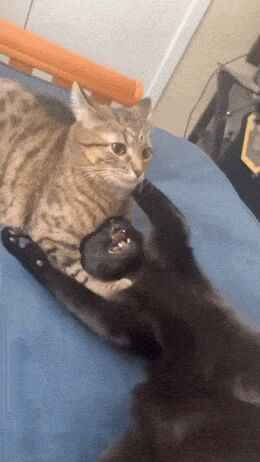 Кошачьи гифки Гифка, Ассорти, Кот, Длиннопост
