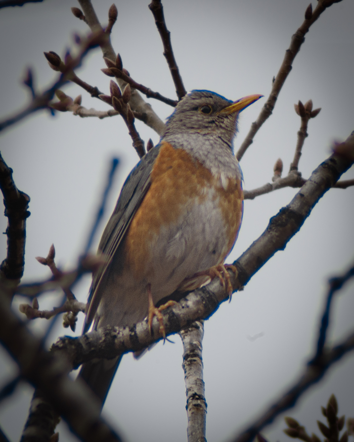 Выразительность