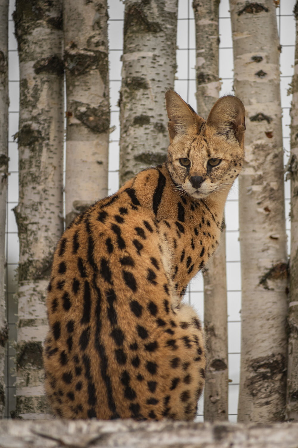 Russian birches, African cat - My, The photo, Zoo, Serval, Small cats, Cat family