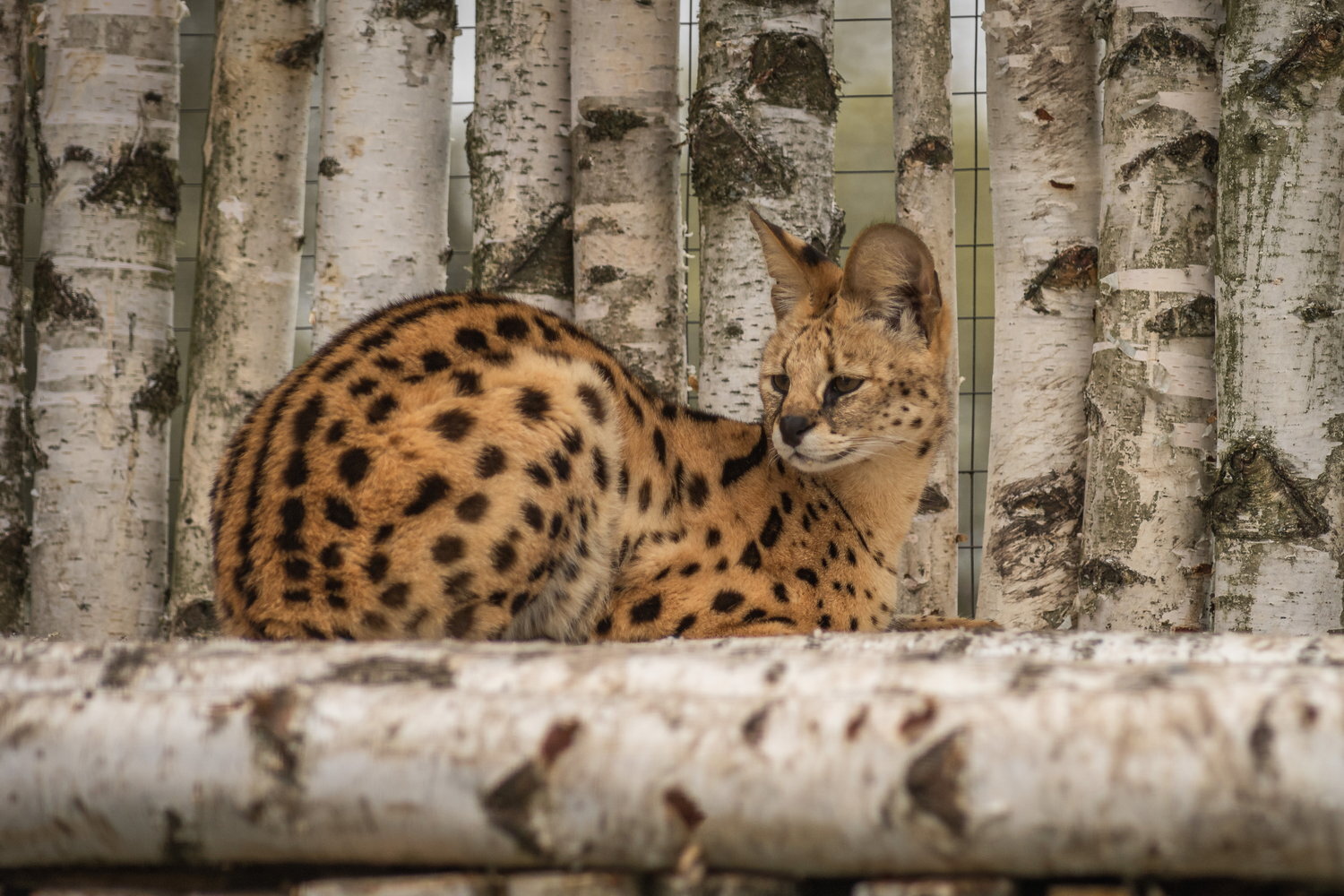 Russian birches, African cat - My, The photo, Zoo, Serval, Small cats, Cat family