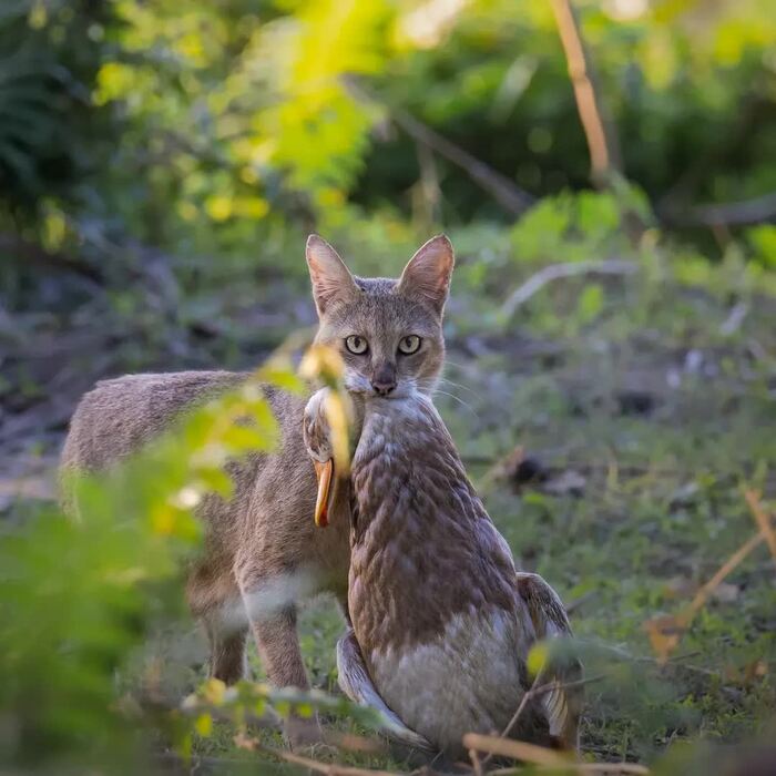Хорошая добыча