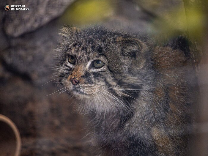       <a href="https://pikabu.ru/story/imeninniki_12744521?u=https%3A%2F%2Ft.me%2Fanimalplantspb%2F4235&t=%22%D0%9F%D1%80%D0%BE%D0%B3%D1%83%D0%BB%D0%BA%D0%B8%20%D0%BF%D0%BE%20%D0%B7%D0%BE%D0%BE%D0%BF%D0%B0%D1%80%D0%BA%D1%83%22&h=12f416502f878a1c020c42395759253afb2f1630" title="https://t.me/animalplantspb/4235" target="_blank" rel="nofollow noopener">"  "</a>