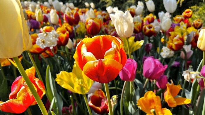 Keukenhof ,  , ,  (), , ,  , 