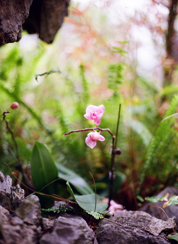 Один из первых кадров на эту камеру. 80/1.9, Kodak Gold 200