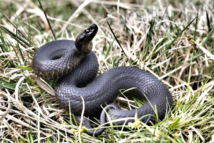 Перед укусом змеи чаще всего встают в оборонительную стойку: задирают голову, шипят и делают всё, чтобы их заметили и отошли. Советуем вам поступить именно так.