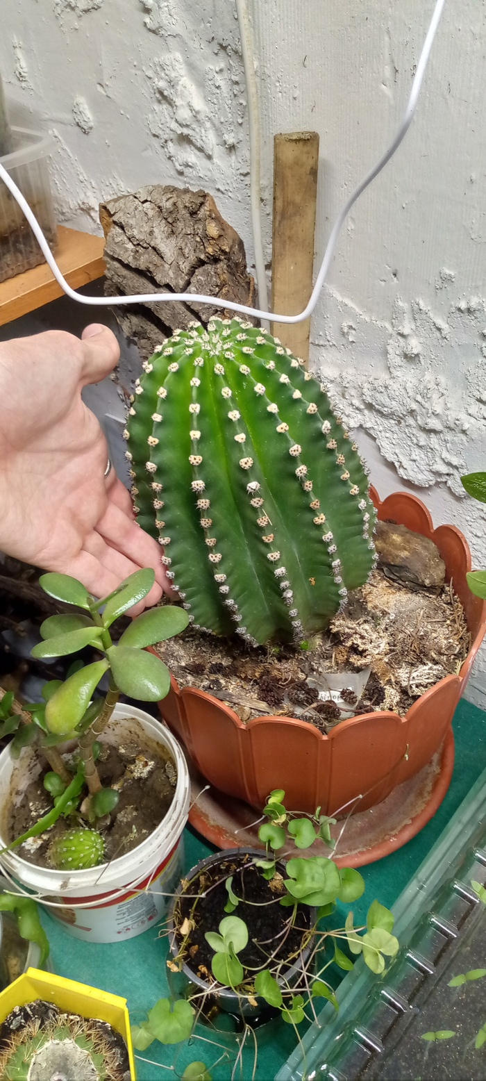 За эту зиму, проведённую в обители увлечений моего отца, кактус вытянулся, но в целом он здоров и прекрасен!