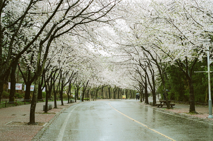 Сакура в Инчхоне. Rikenon P 50/2, Kodak Portra 160