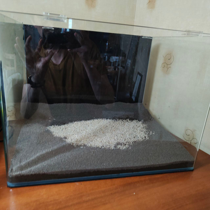  7.       Dennerle   .