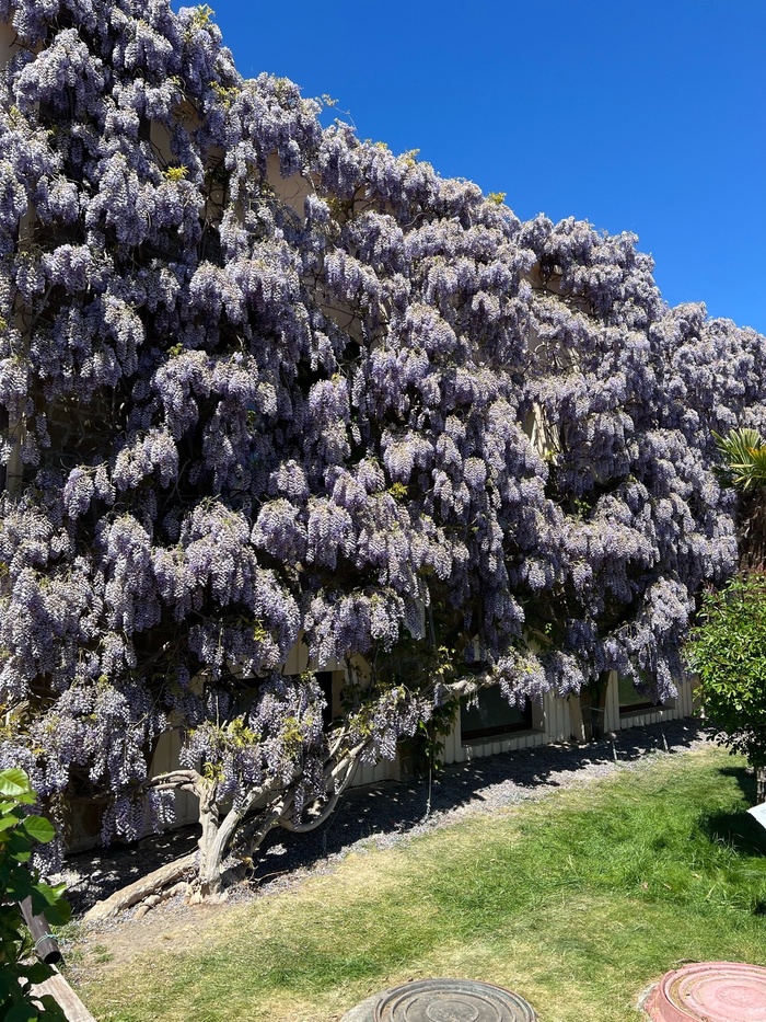 Расцвела глициния