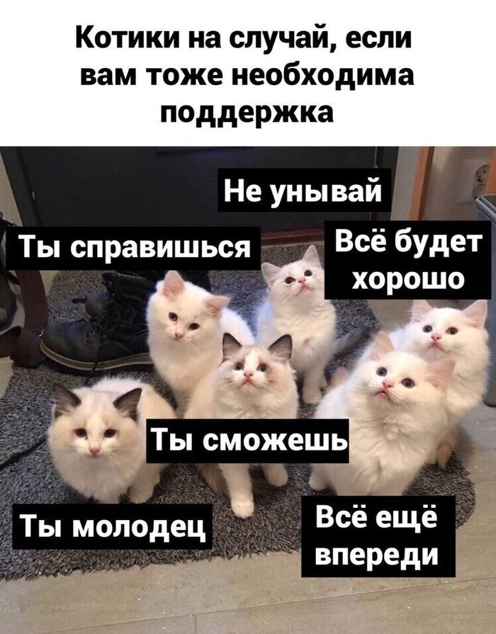    ,   , ,  , , , ,  ,  , Telegram ()
