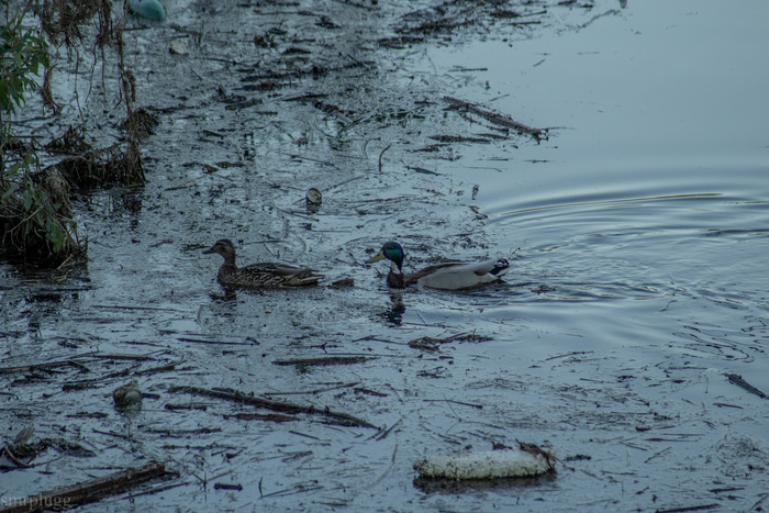 Уточки прям плохо получились, дело на закате, ещё и солнце закрывают деревья, но так близко я их ещё не снимал