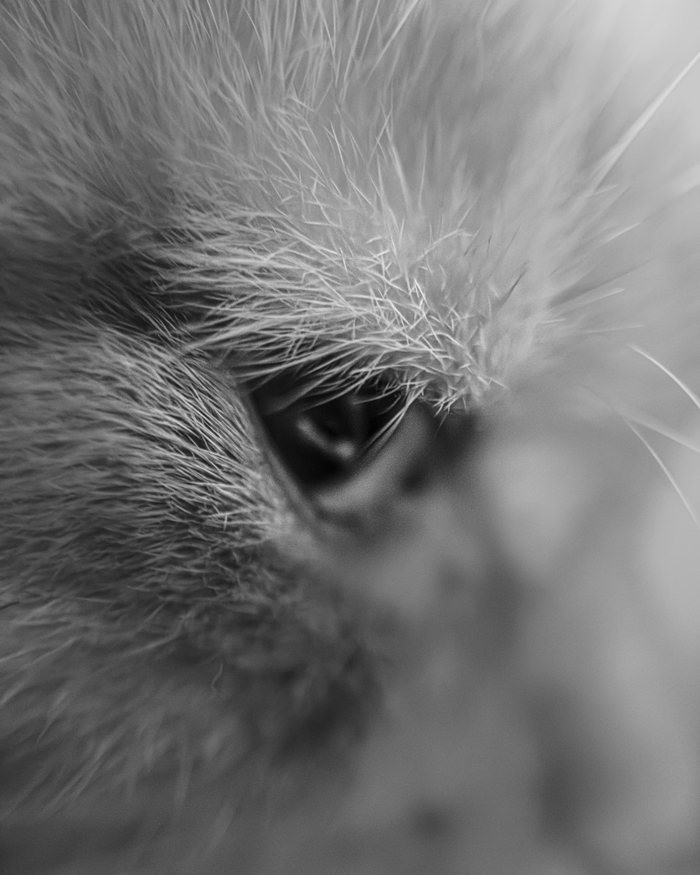        , Lightroom mobile, - , , , 