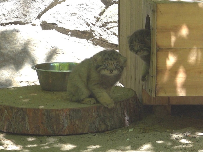   <a href="https://pikabu.ru/story/novosibirsk_u_vas_pribavlenie_semeystva_12758980?u=https%3A%2F%2Fvk.com%2Fwall447839222_14117&t=%D0%A1%D0%B5%D1%80%D0%B3%D0%B5%D0%B9%20%D0%98%D0%BB%D1%8C%D1%82%D1%8F%D0%BA%D0%BE%D0%B2%20%D0%92%D0%9A&h=f7e8f551d94e68954b4b3963d5c0ec1d09597a55" title="https://vk.com/wall447839222_14117" target="_blank" rel="nofollow noopener">  </a>